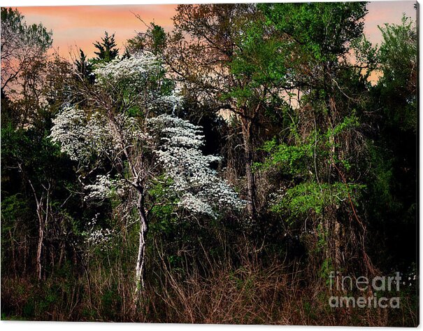 Morning Acrylic Print featuring the photograph Easter Dogwood #1 by Tamyra Ayles