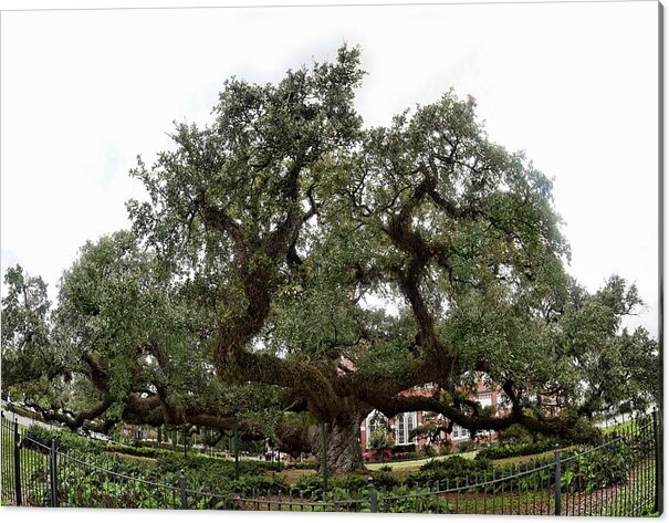  Acrylic Print featuring the photograph Oak by Cecil Fuselier