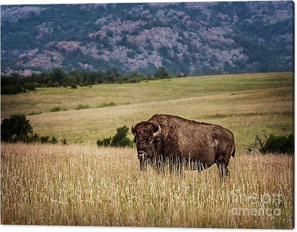 Buffalo Acrylic Print featuring the photograph The Days End by Tamyra Ayles