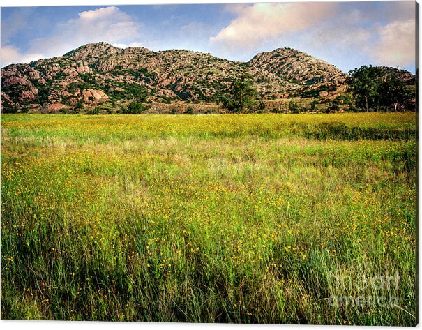 Nature Acrylic Print featuring the photograph Wichita Mountain Wildflowers by Tamyra Ayles
