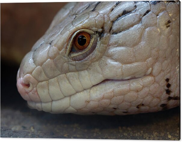 Skink Acrylic Print featuring the photograph Eastern Blue Tongued Skink by Steev Stamford