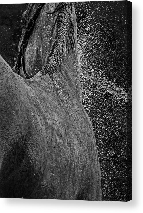 Horse Acrylic Print featuring the photograph Horse Cool Off by Phil Cardamone