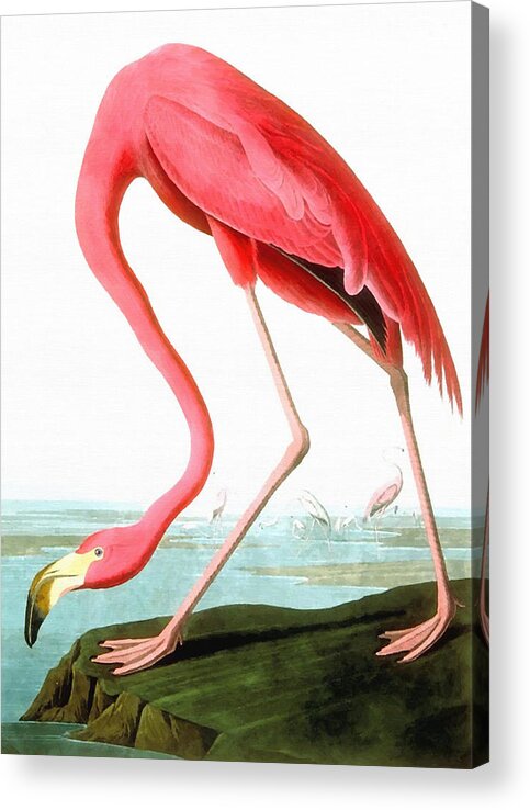 John James Audubon Acrylic Print featuring the painting American Flamingo #1 by John James Audubon