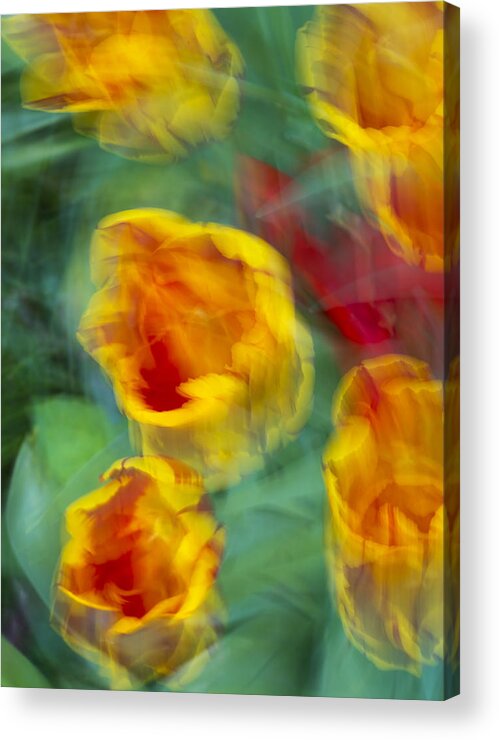 Tulips Acrylic Print featuring the photograph Blurred Tulips #1 by Chevy Fleet