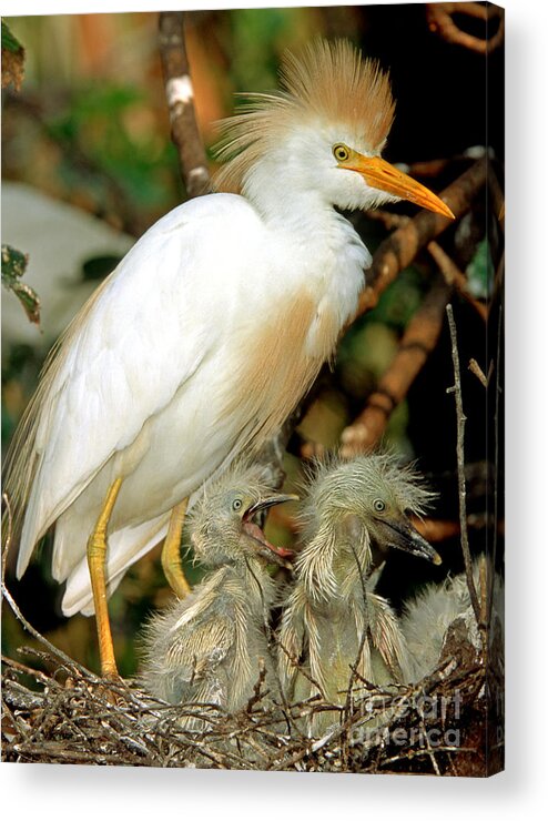 Nature Acrylic Print featuring the photograph Cattle Egret #1 by Millard H. Sharp