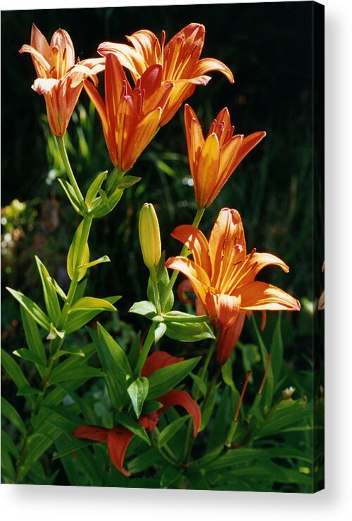 Flower Acrylic Print featuring the photograph Orange Tiger Lilies #1 by Robert Lozen