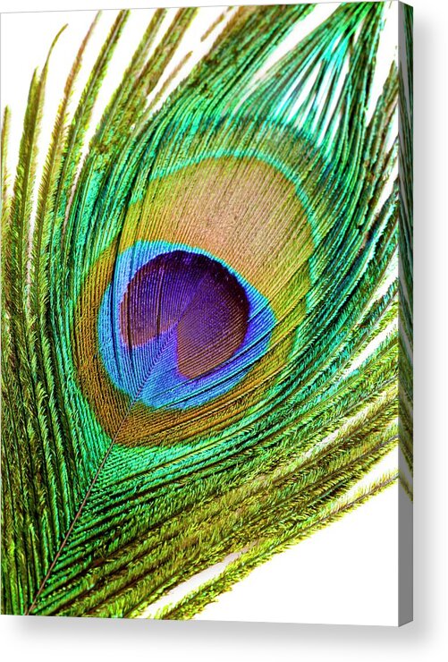 Attraction Acrylic Print featuring the photograph Peacock Feather #1 by Science Photo Library