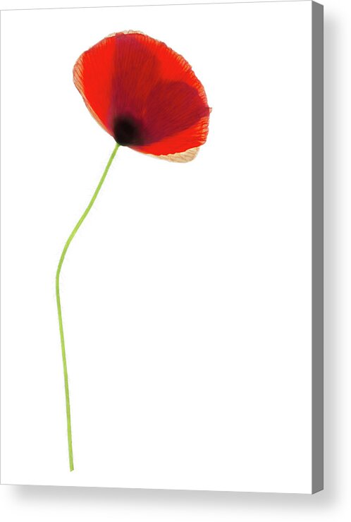 Papaver Sp. Acrylic Print featuring the photograph Poppy Flower (papaver Sp.) #1 by Gustoimages/science Photo Library