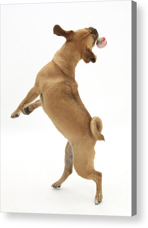 Puggle Acrylic Print featuring the photograph Puggle Catching A Ball #2 by Mark Taylor