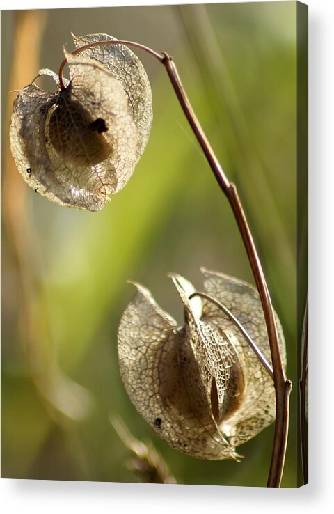Autumn Acrylic Print featuring the photograph Seeds #1 by Jolly Van der Velden