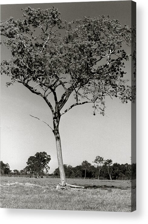 Lone Acrylic Print featuring the photograph Lone Tree #2 by Amarildo Correa