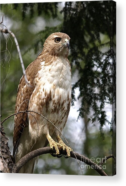 Red Tail Hawk Photo Acrylic Print featuring the photograph Red Tail Hawk 2 by Peter Gray