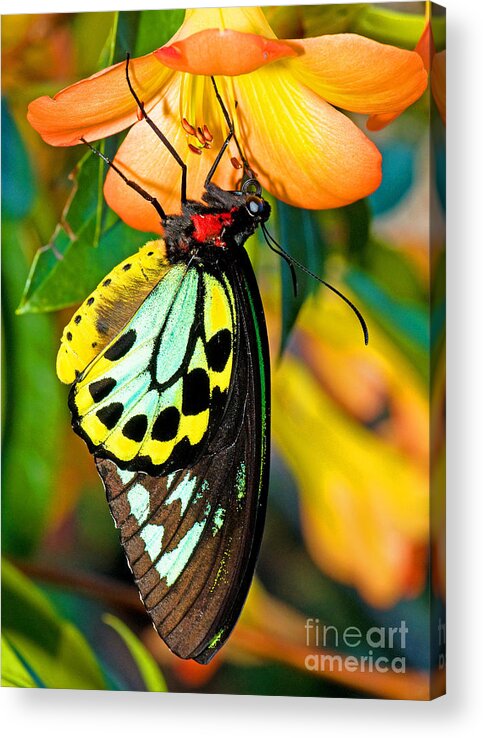 Tropical Butterfly Acrylic Print featuring the photograph Cairns Birdwing Butterfly #4 by Millard H. Sharp