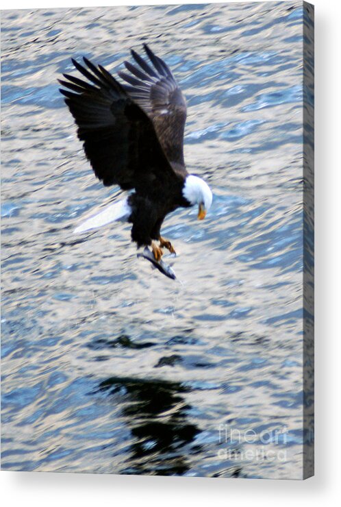 Bald Eagle Acrylic Print featuring the photograph A Catch of Life by Cindy Murphy - NightVisions 