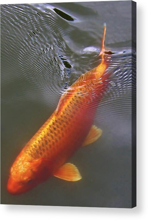 Koi Acrylic Print featuring the photograph A Leisurely Swim by Bruce Bley