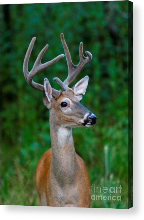 Deer Acrylic Print featuring the photograph A White-tailed Buck in Velvet by John Harmon