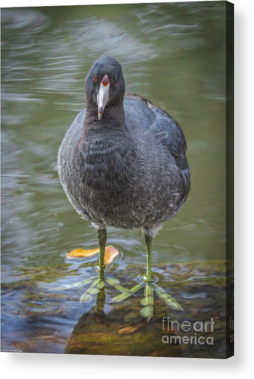 American Coot Acrylic Print featuring the photograph American Coot Portrait by Mitch Shindelbower
