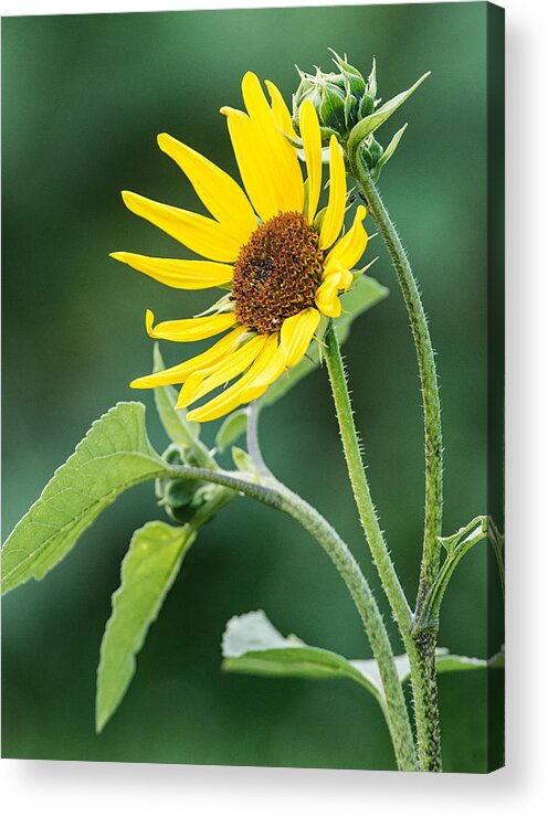 Sunflower Acrylic Print featuring the photograph Annual Sunflower by Jim Zablotny