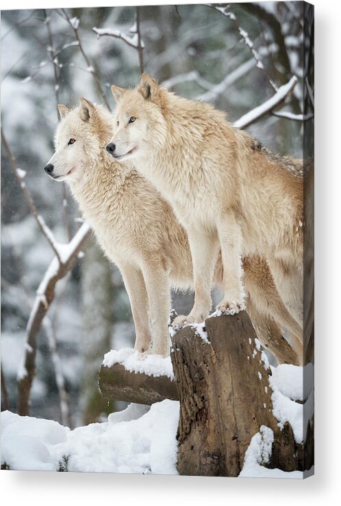 Snow Acrylic Print featuring the photograph Arctic Wolves Pack In Wildlife, Winter by 4fr
