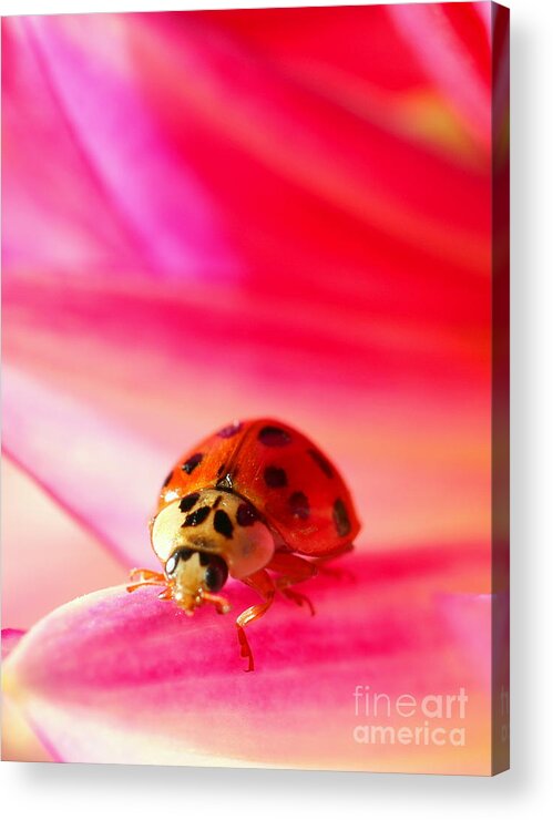 Red Acrylic Print featuring the photograph Asian Lady Beetle 2 by Amanda Mohler