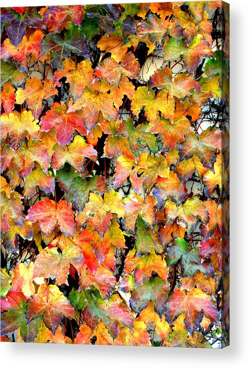 Autumn Acrylic Print featuring the photograph Autumn Leaves by Barbara J Blaisdell