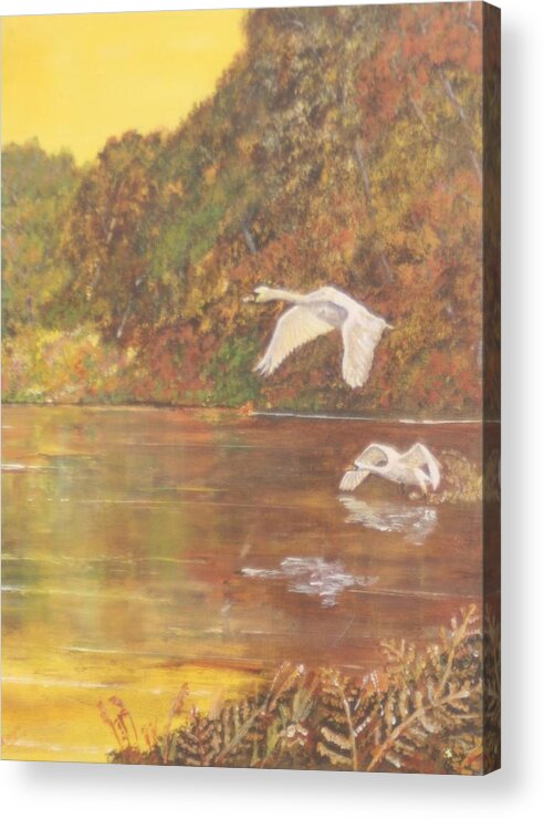 Swans Acrylic Print featuring the painting Autumn swans right by David Capon