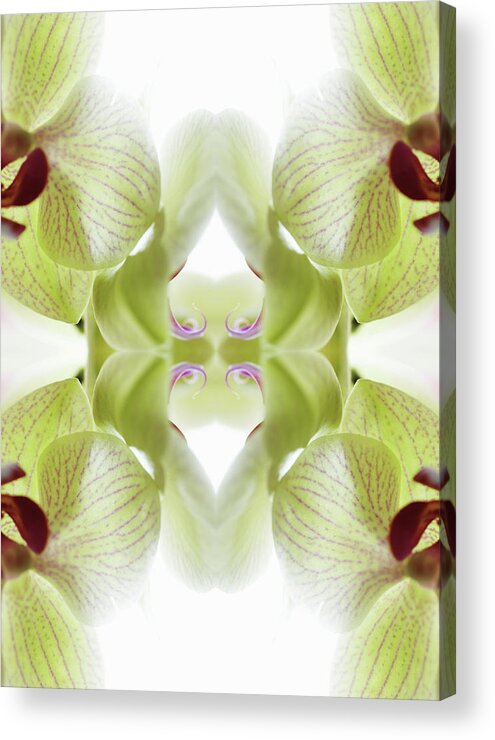 Tranquility Acrylic Print featuring the photograph Beautiful, Finely Textured Orchid by Silvia Otte