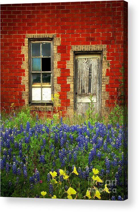 Door Acrylic Print featuring the photograph Beauty and the Door - Texas Bluebonnets wildflowers landscape door flowers by Jon Holiday