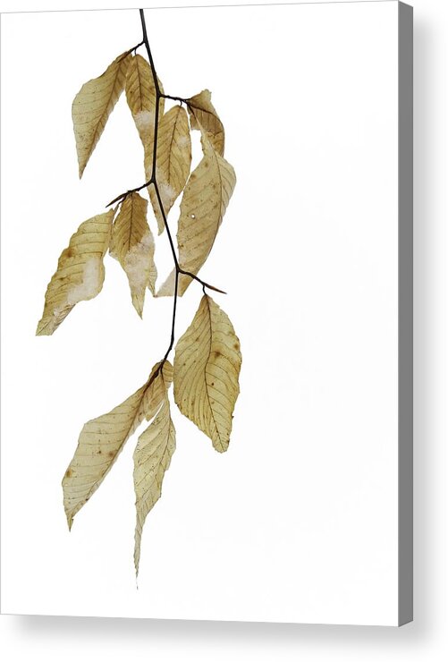 Beech Acrylic Print featuring the photograph Beech Study - Arboretum by Alan Norsworthy