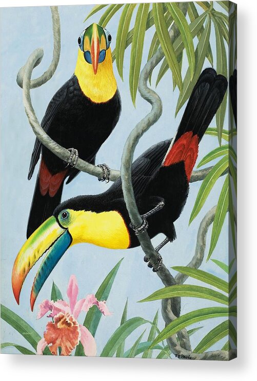 Birds Nest Acrylic Print featuring the painting Big-beaked Birds by RB Davis