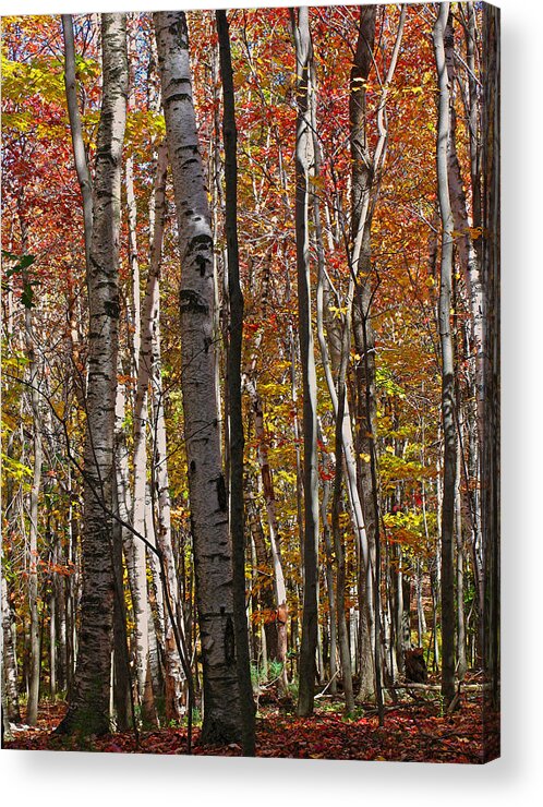 Foliage Acrylic Print featuring the photograph Birch Trees in Autumn by Juergen Roth
