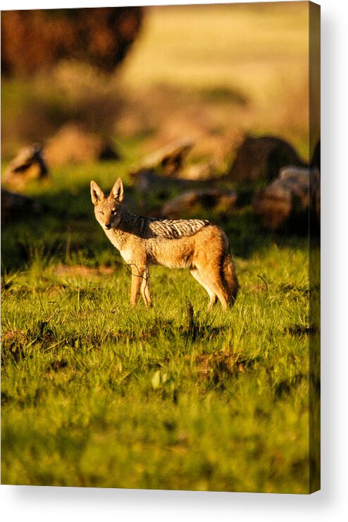 Africa Acrylic Print featuring the photograph Black backed jackal by Alistair Lyne