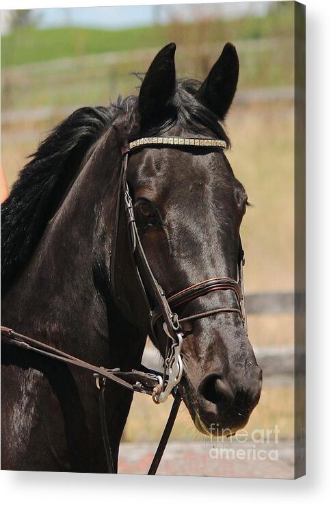 Horse Acrylic Print featuring the photograph Black Mare Portrait by Janice Byer