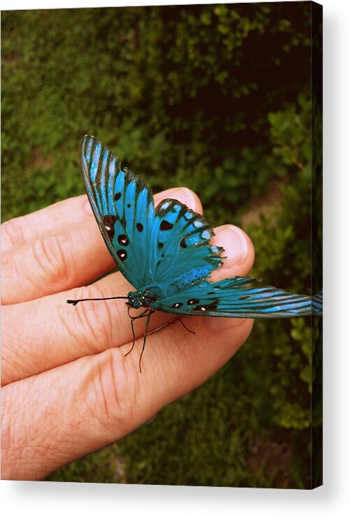 Butterfly Acrylic Print featuring the photograph Blue Butterfly by Paul Wilford