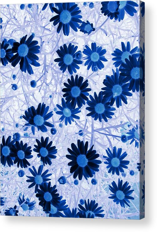 Blue Daisies Acrylic Print featuring the digital art Blue Mystical Daisies by Sandra Foster