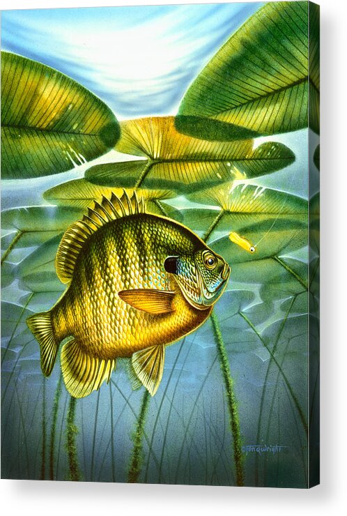 Jon Q Wright Acrylic Print featuring the painting Blugill and lilypads by JQ Licensing