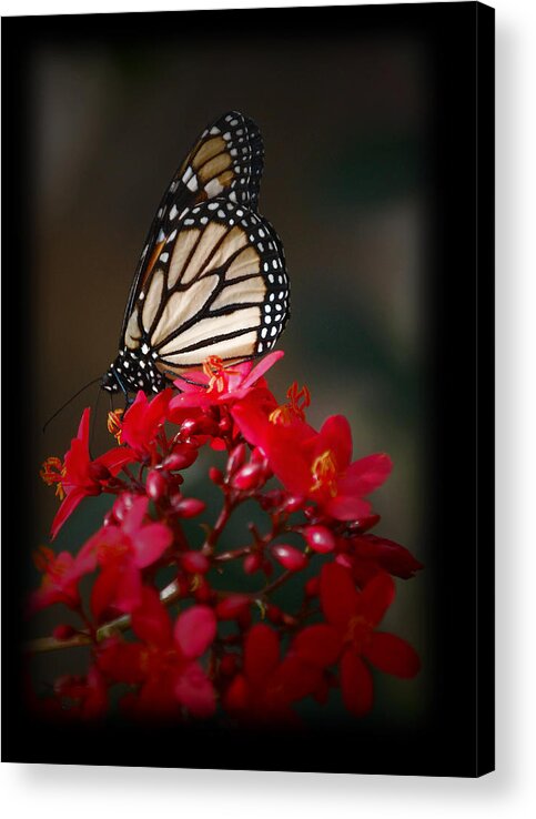 Butterfly Acrylic Print featuring the photograph Butterfly 6 by Leticia Latocki