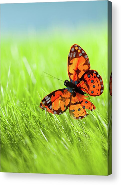 Grass Acrylic Print featuring the photograph Butterfly by Nadyaphoto