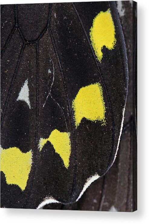Wing Acrylic Print featuring the photograph Butterfly Wing Close Up by Juergen Roth