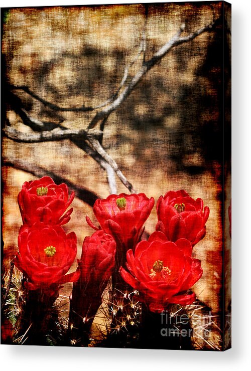 Cactus Acrylic Print featuring the photograph Cactus Flowers 2 by Julie Lueders 