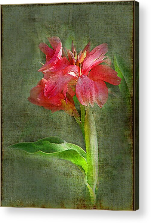 Canna Red - Bill Voizin Acrylic Print featuring the photograph Canna Red by Bill Voizin