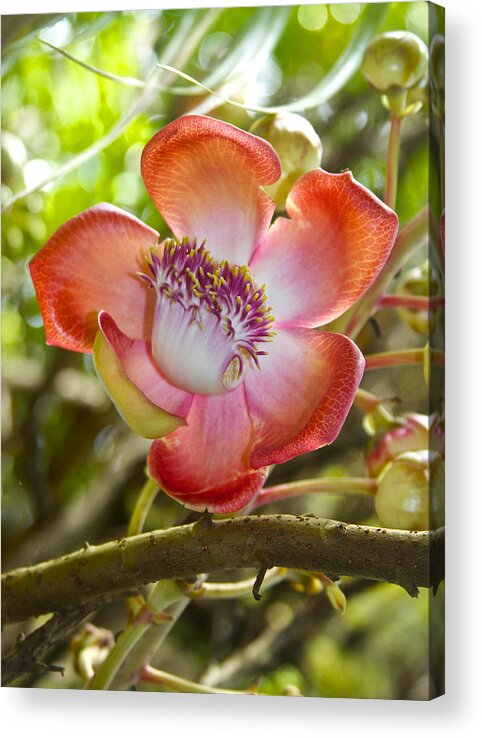 Couroupita Guianensis Acrylic Print featuring the photograph Cannonball Tree Flower Hawaii by Venetia Featherstone-Witty