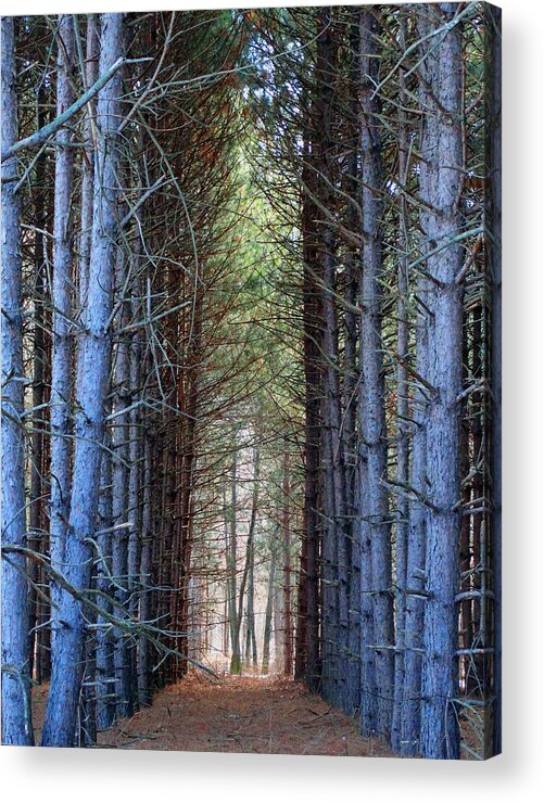Pines Acrylic Print featuring the photograph Cathedral of Pines by David T Wilkinson