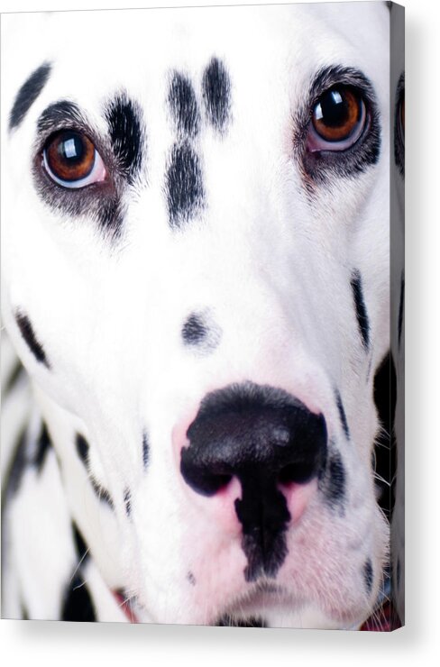 Pets Acrylic Print featuring the photograph Close Up Of Sad Looking Dalmatian by Alphotographic