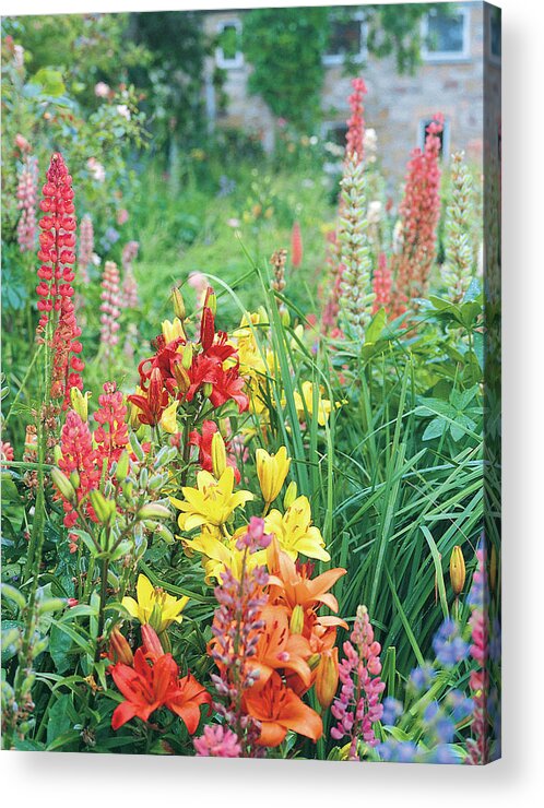 No People Acrylic Print featuring the photograph Close-up View Of Colourful Flowers by Derek Fell