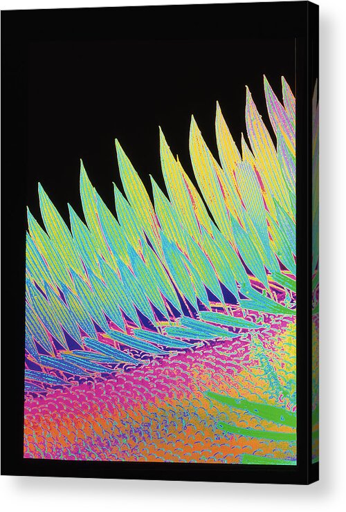 Wing Acrylic Print featuring the photograph Coloured Sem Of Scale-like Hairs On Mosquito Wing by Science Photo Library