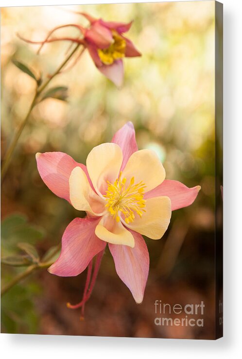  Acrylic Print featuring the photograph Columbine by Roselynne Broussard