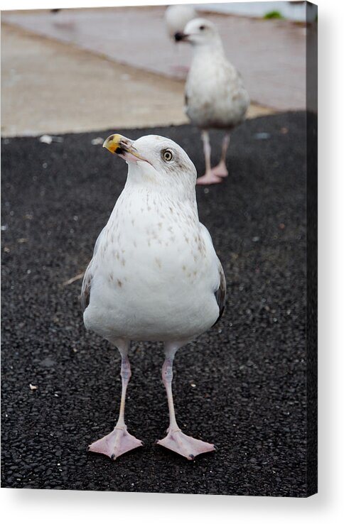 Bird Acrylic Print featuring the photograph Curious seagull by Andreas Berthold
