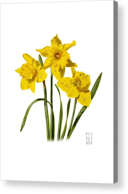 Daffodil Acrylic Print featuring the painting Daffodils by Richard Harpum