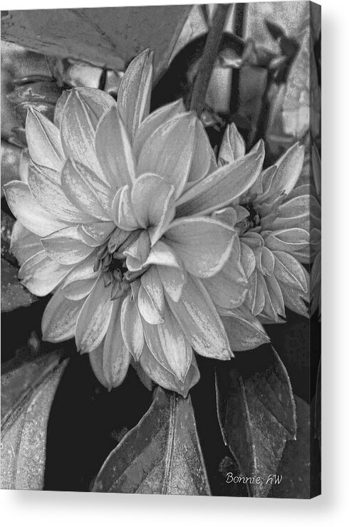 Dahlia Acrylic Print featuring the photograph Dahlia in black and white by Bonnie Willis